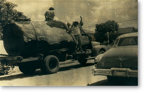 madeira1.jpg (50172 bytes)