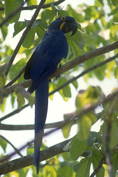 pires_arara_azul.jpg (27822 bytes)