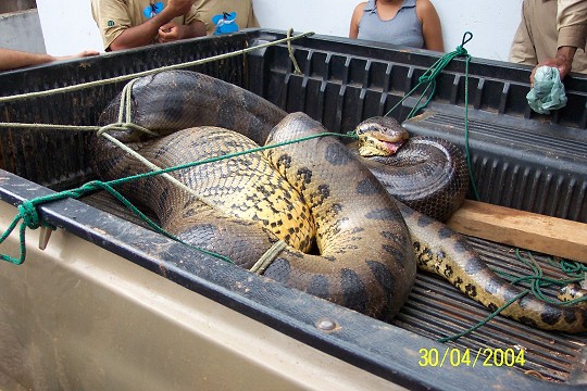 pires_cobra1.JPG (87540 bytes)