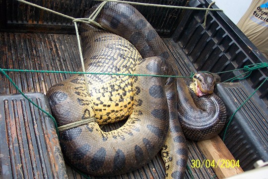pires_cobra3.JPG (102133 bytes)