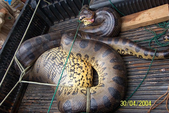 pires_cobra4.JPG (98771 bytes)