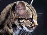 pires_gatodomato.jpg (5109 bytes)