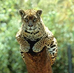 pires_jaguar.jpg (31620 bytes)