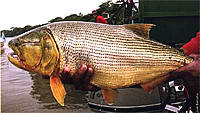 pires_pantanaldourado.jpg (8832 bytes)