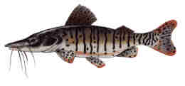 pires_peixecachara.jpg (3260 bytes)