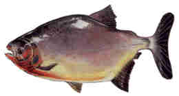 pires_peixepacu.jpg (3574 bytes)