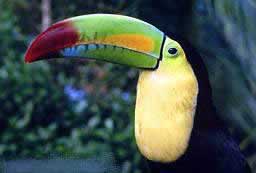 pires_tucano2.jpg (5391 bytes)