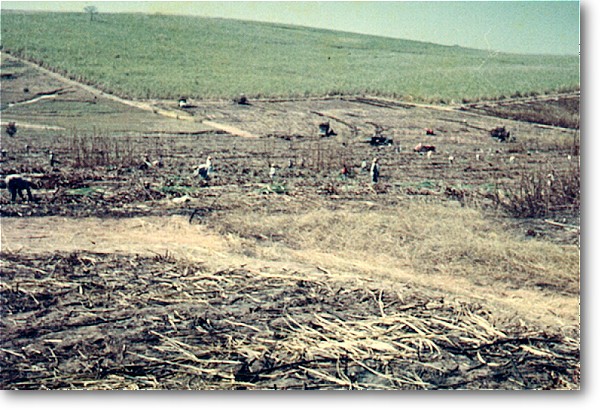 stlina_diversas_10.jpg (114995 bytes)